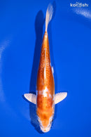 7.5" KIKUSUI