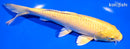 7.25" YAMABUKI OGON