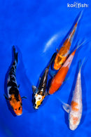 PACK OF (5) 4-4.5" STANDARD KOI