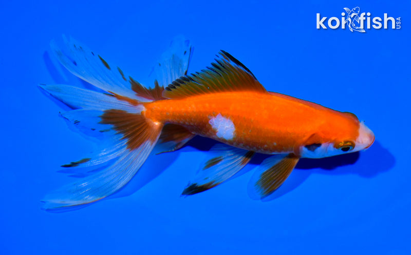 6" WATONAI GOLDFISH