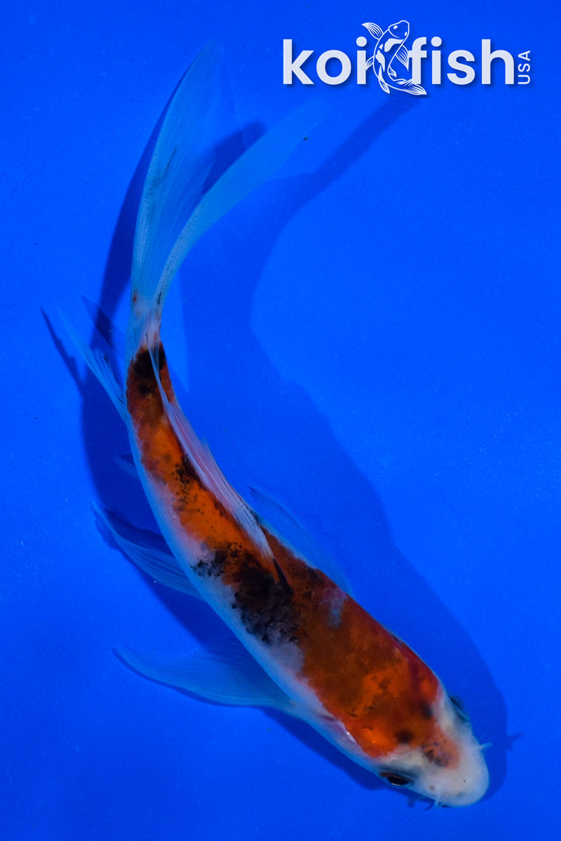 5" SANKE BUTTERFLY