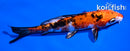5.5" HEISEI NISHIKI