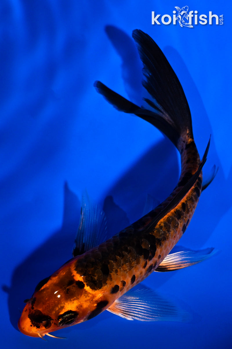 5.25" ORENJI BEKKO BUTTERFLY