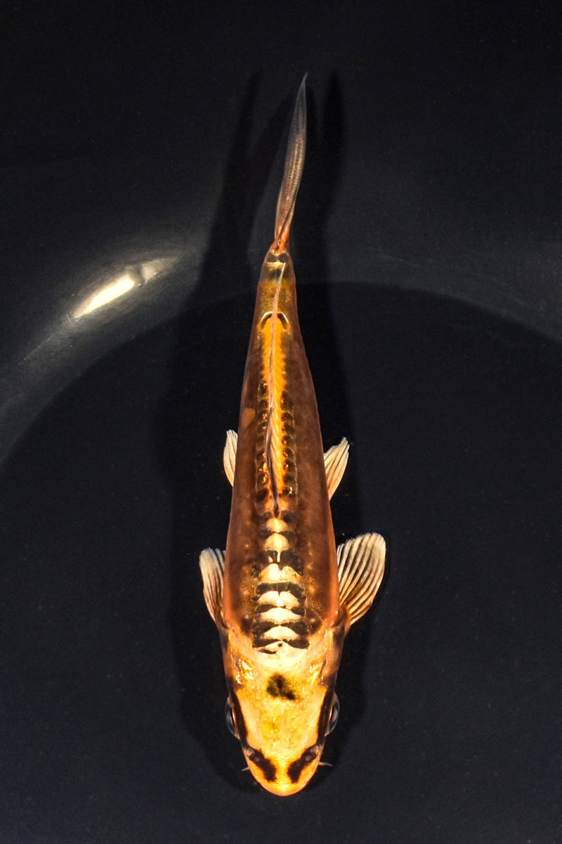 5.5" BENI KIKOKURYU