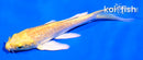 4" GINRIN YAMABUKI OGON BUTTERFLY