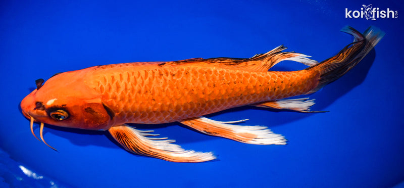 15.5" ORENJI MATSUBA BUTTERFLY