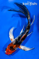 5.5" YAMATO NISHIKI BUTTERFLY