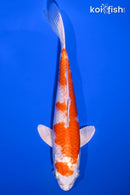7.25" HARIWAKE