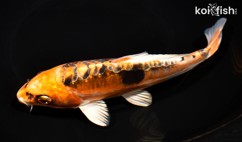 7.75" BENI KIKOKURYU