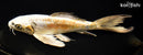 10.75" KIN KIKOKURYU BUTTERFLY