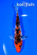 5.75" SANKE