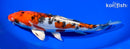 8.5" LEATHER HEISEI NISHIKI