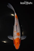 11.5" OCHIBA SHIGURE