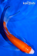 4.75" KOHAKU BUTTERFLY