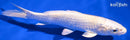 6.75" CREAMY OGON