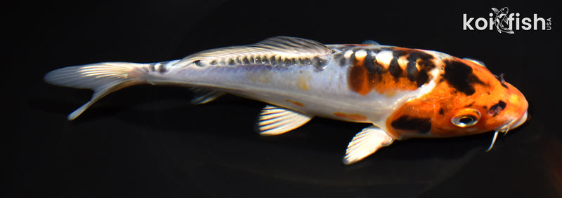 7.25" BENI KIKOKURYU