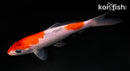 4.5" GOSHIKI