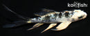4.5" GIN SHIRO BEKKO BUTTERFLY