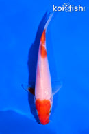 5" KOHAKU