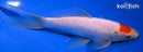 6.5" TANCHO SARASA COMET GOLDFISH