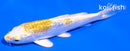5" GINRIN LEMON HARIWAKE