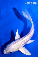 4.75" ARAGOKE PLATINUM OGON BUTTERFLY