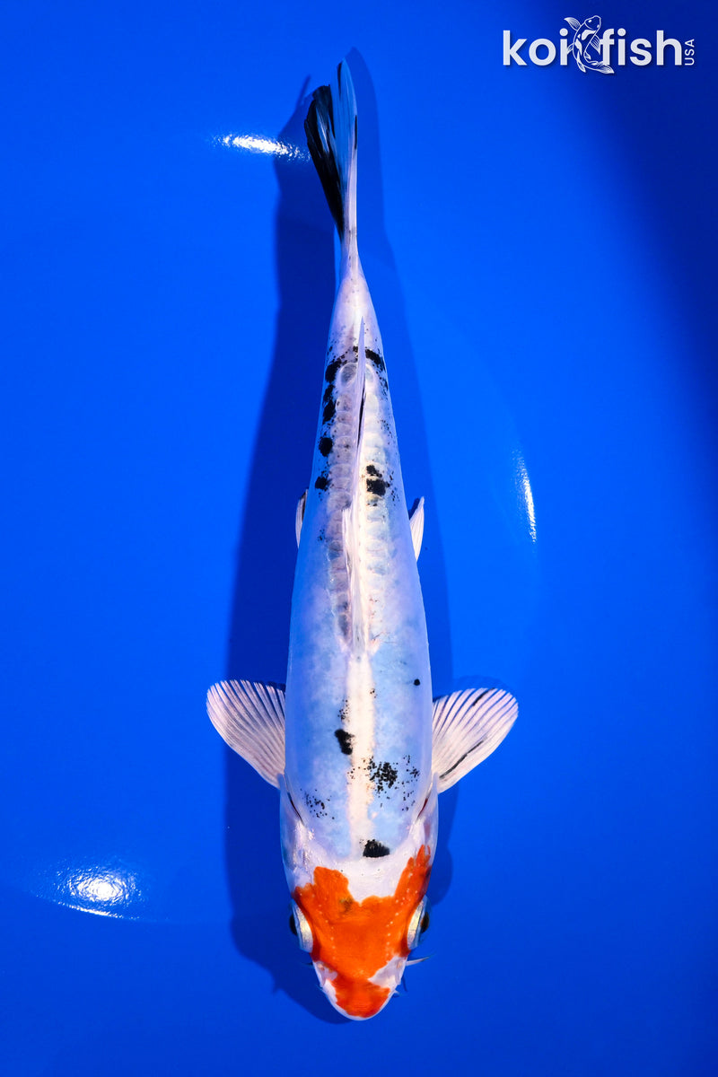 7.5" HEISEI NISHIKI