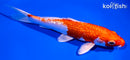 6.5" GINRIN HARIWAKE