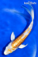 5.5" GINRIN ARAGOKE HARIWAKE BUTTERFLY