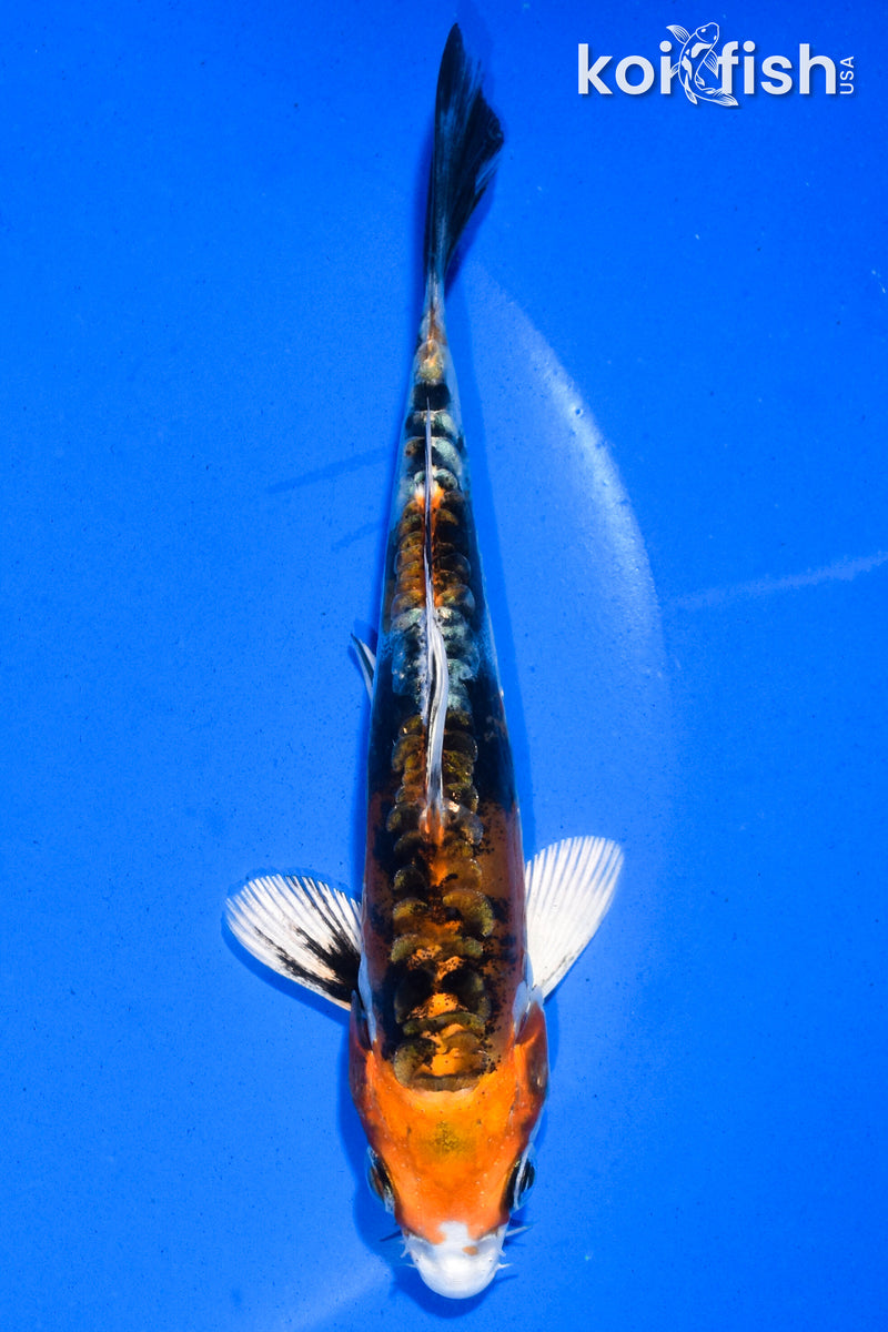 5" HEISEI NISHIKI