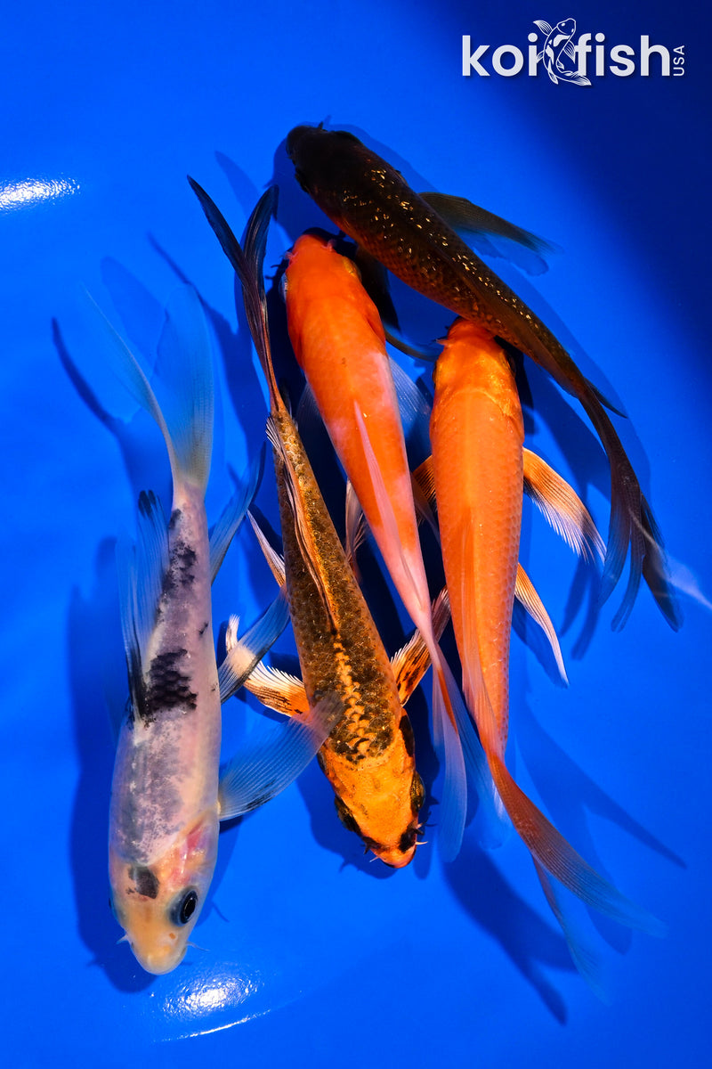 PACK OF (5) 4.5-6" BUTTERFLY KOI