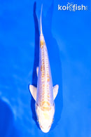 4.5" DOITSU LEMON HARIWAKE