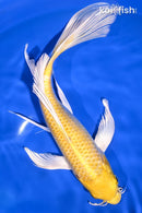 9.5" YAMABUKI OGON BUTTERFLY
