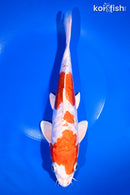 10.25" ARAGOKE KIKUSUI