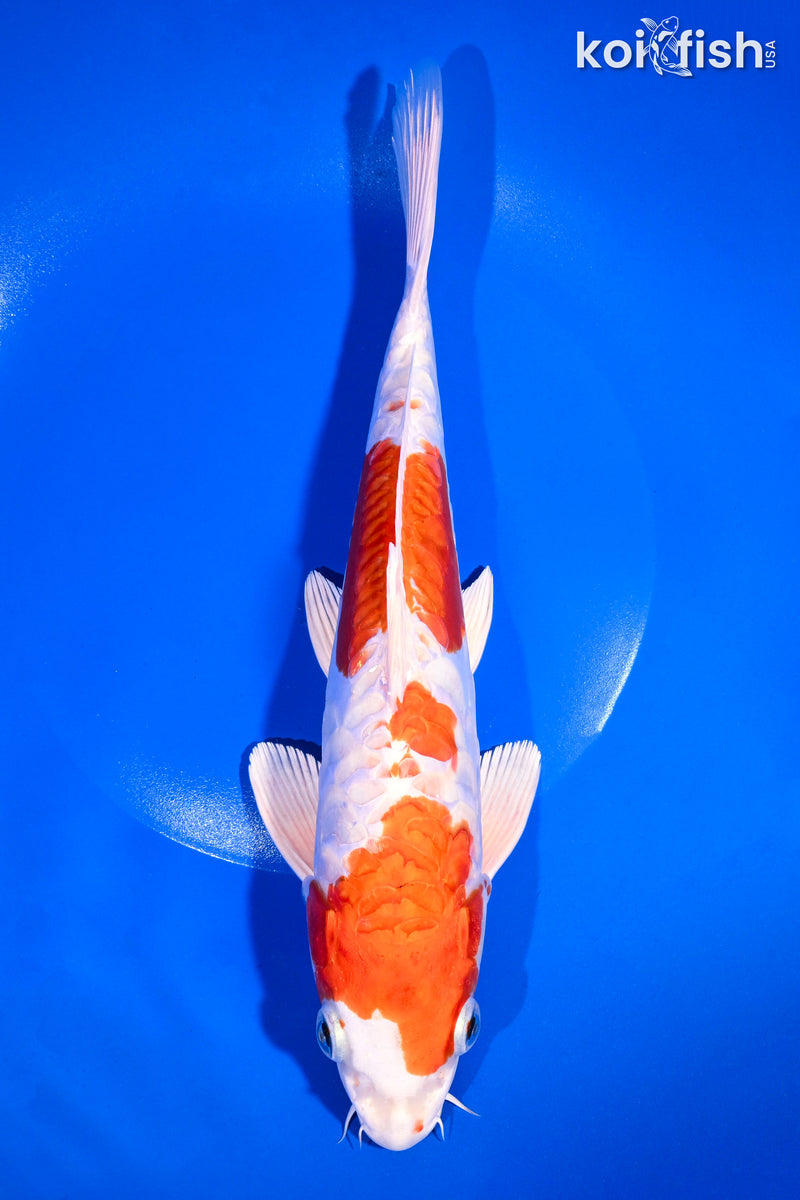 10.25" ARAGOKE KIKUSUI