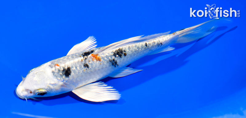 6.75" GINRIN YAMATO NISHIKI BUTTERFLY