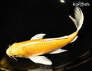 9.25" YAMABUKI OGON BUTTERFLY