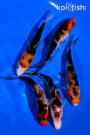 PACK OF (5) 4-5" STANDARD SANKE KOI