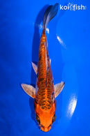 5.5" BENI KIKOKURYU