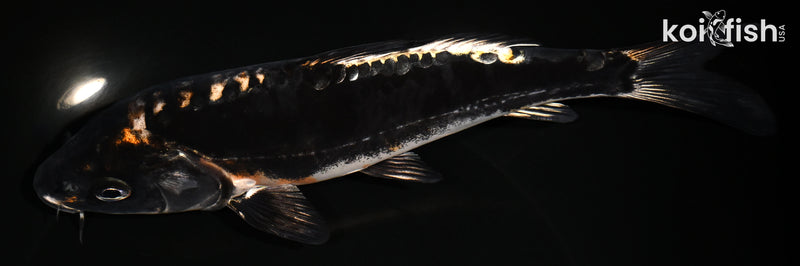 8.25" BENI KIKOKURYU