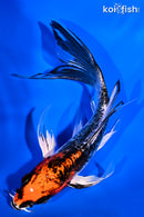 6.5" ARAGOKE BENI KIKOKURYU BUTTERFLY