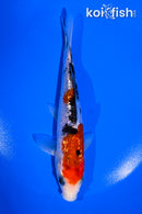 5.5" GINRIN SANKE