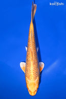 9" GINRIN YAMABUKI OGON