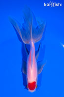 5.75" TANCHO WATONAI GOLDFISH