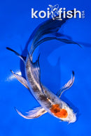 5" YAMATO NISHIKI BUTTERFLY