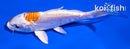 4.5" KIKUSUI