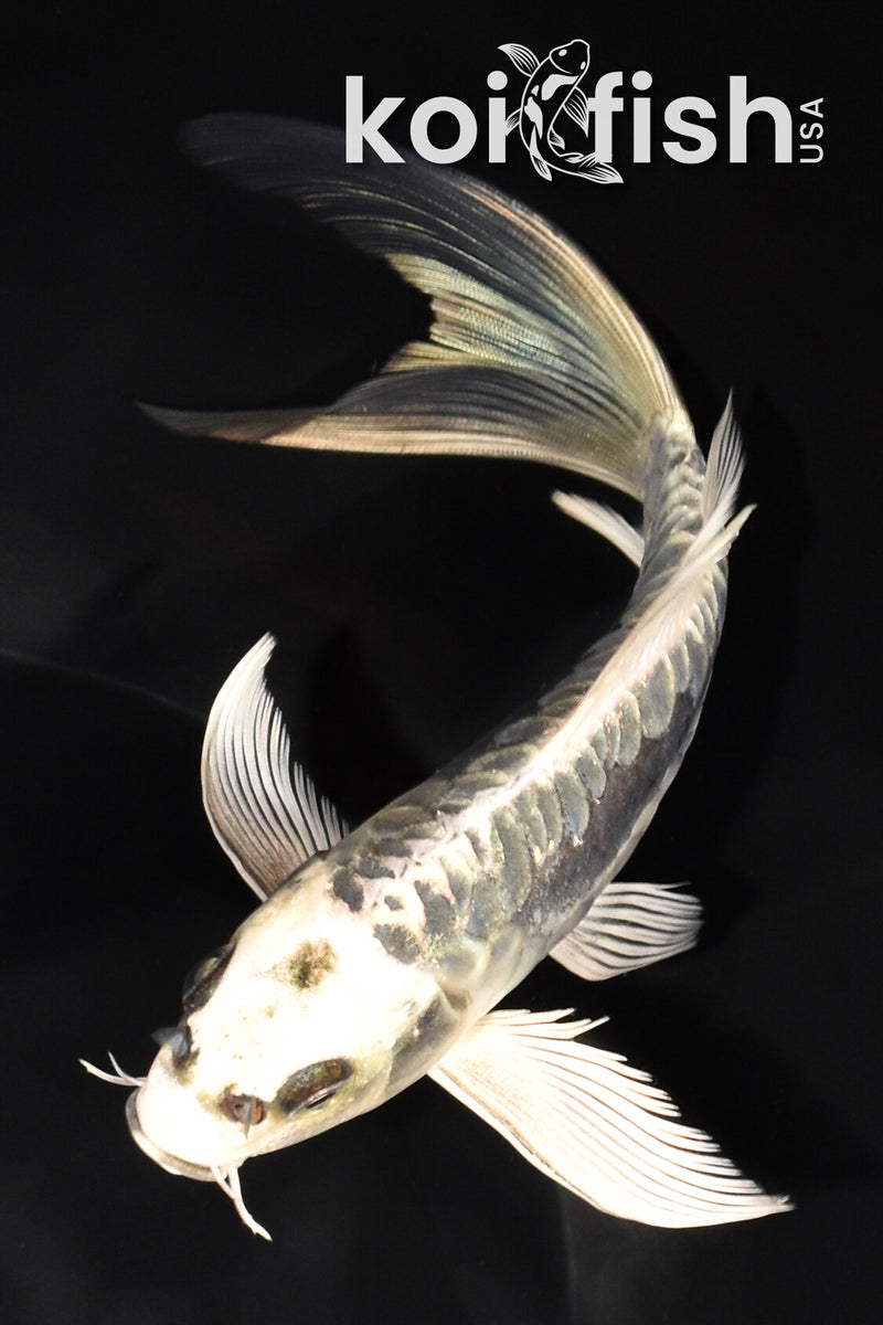 7.25" ARAGOKE KIKOKURYU BUTTERFLY