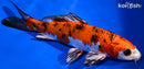 7" YAMATO NISHIKI