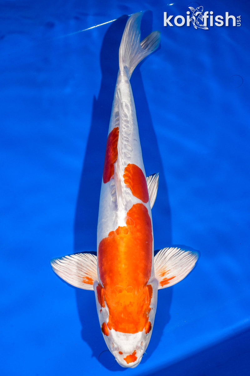 15.5" KIKUSUI