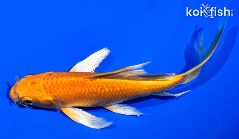 5.5" ORENJI OGON BUTTERFLY